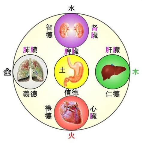 五臟位置|五臟六腑